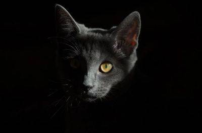 В Англии кот после «кремации» вернулся домой живым и невредимым - obzor.lt - Англия
