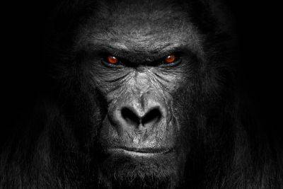 «Невидимая горилла»: как устроено человеческое внимание