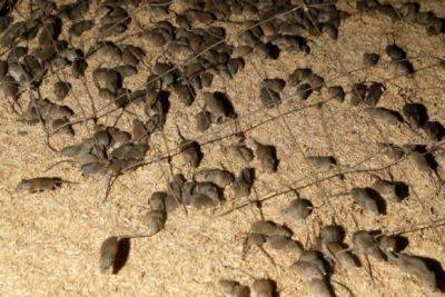 "Мышей тьма": Лисичане жалуются на нашествие грызунов