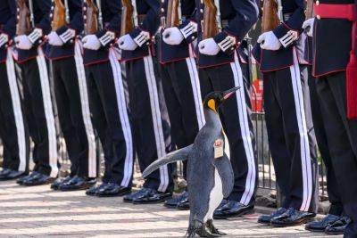 Королевский пингвин стал генерал-майором: почетно наградили