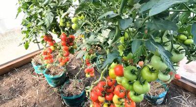 Простая подкормка для зеленых помидоров: всего две ложки этого средства сделают ваши овощи яркими и сочными