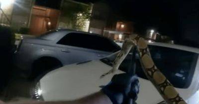 Бодикамера зафиксировала борьбу полицейского с огромной змеей на парковке на видео