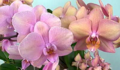 Будет цвести без труда и затрат: какое окно в доме способствует росту и цветению орхидей