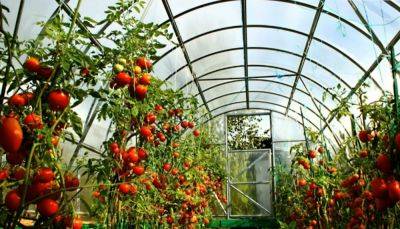 Переходим на тепличное выращивание: что нужно сделать с помидорами в теплице, чтобы увеличить урожай