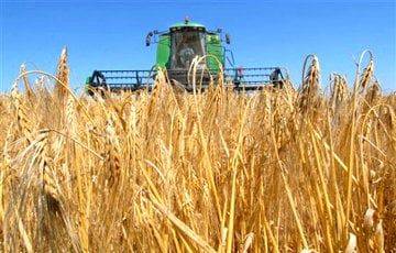 Беларусь закупит за границей около 1 миллиона тонн зерна