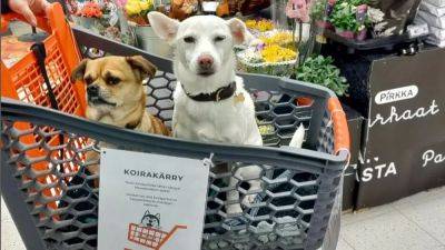 Супермаркет в Финляндии: собакам тут рады
