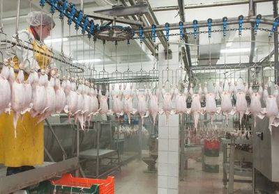 Китай запретил импорт мяса птицы с четырех российских предприятий