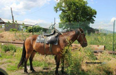 "Вместо грузовиков": Российским военным на фронт привезли лошадей из Башкортостана