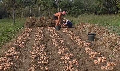 На таком можно и картошку собирать, и кабанчика перевозить: китайцы показали пикап для украинского села