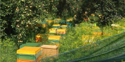 Пчеловодство спасло жизнь. Пасечник из Мариуполя собрал первый мед в Хмельницкой области, куда переехал после оккупации родного города