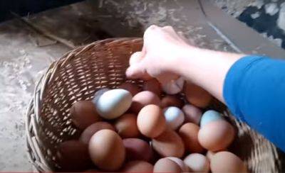 "Золотые яйца": что будет с ценами на популярный продукт в Украине. Прогнозы вводят в ступор