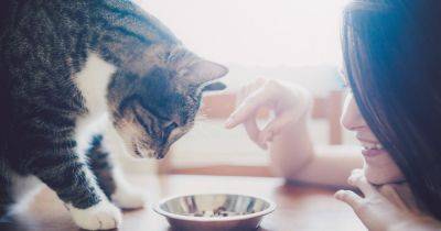 Созданы друг для друга: ученые разгадали причину необычно сильной любви кошек к тунцу - focus.ua - Украина