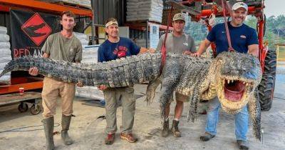 "Порождение кошмаров": охотники побили рекорд, поймав огромного аллигатора (фото)