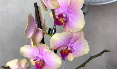 Будут расти, словно от магического зелья: как лучше всего удобрять орхидею