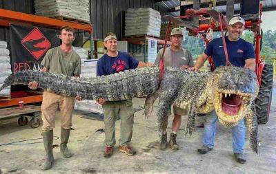 В штате Миссисипи поймали гигантского аллигатора — фото