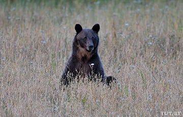 В Беларуси охотники хотят начать отстрел медведей