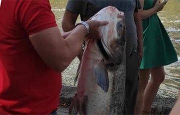 Рыбак в центре Минска поймал огромного толстолобика