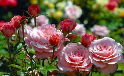 Почему возле роз нужно высаживать чеснок: секрет, о котором многие не знали