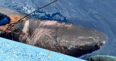 Способна прожить 500 лет: рыбаки нашли древнюю полуслепую арктическую акулу (фото)