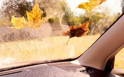 Насекомые на лобовом стекле – как избавиться от вредителей – советы водителям
