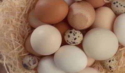 Маркировка С0, С1, С2 и другие отметки на куриных яйца: как разобраться в надписях на скорлупе