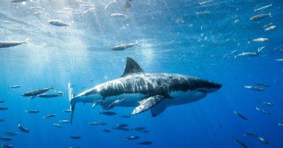 Жуткий момент: посетители пляжа "помешали" акуле в разгар ее охоты (фото, видео) - focus.ua - Украина - Австралия