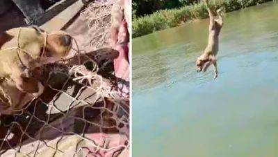 В Одесской области мужчина топил собаку в реке | Новости Одессы