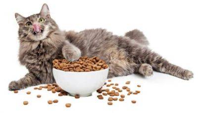 Каким должен быть корм для собак и кошек?