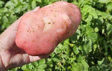 «Первый раз за свою жизнь вырастила такую картошку»