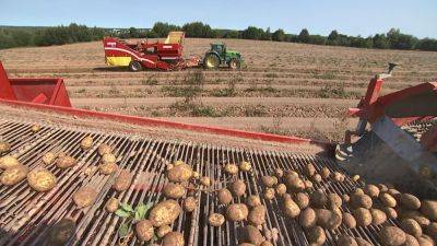 Аграрии рассчитывают на высокий урожай картофеля