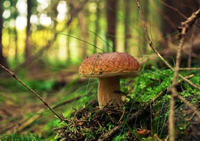 Синоптики обновили карту грибных мест в Чехии
