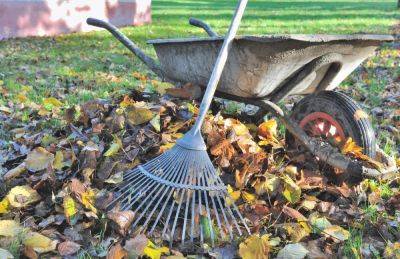 Опавшие листья полезны или нет – почему нельзя оставлять опавшие листья в саду