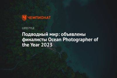 Подводный мир: объявлены финалисты Оcean Photographer of the Year 2023