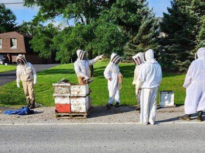 В Канаде ульи с 5-ю миллионами пчел упали с грузовика