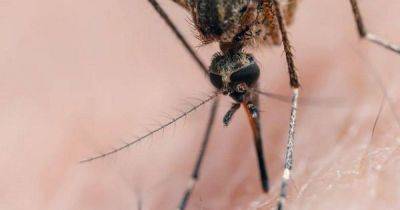 Древнее зло пробудилось: переносимый клещами и комарами вирус вновь набирает обороты - koronavirus.center - США - Украина - Джеймстаун