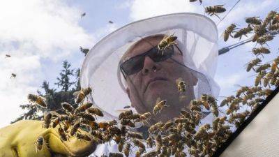 5 миллионов пчел вылетели из ульев из-за ДТП в Канаде