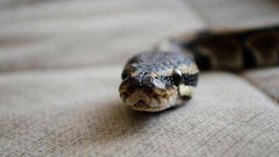 Видео: ядовитая змея заползла в магазин Кирьят-Бялика. Как себя вести