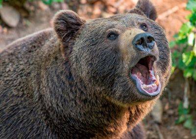В Чехии турист запечатлел схватку медведя и кабана в лесу: видео