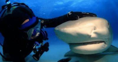 "Всегда может меня съесть": дайвер назвал акулу Эмму своей лучшей подругой (видео)