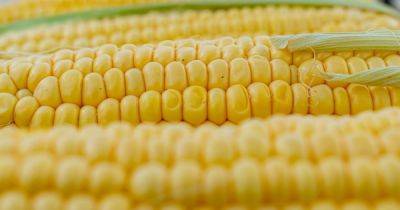 Кукуруза поможет похудеть: названы 9 полезных свойств популярного злака