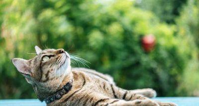 О чем предупреждает кошка, когда ложится на пороге дома: приметы и суеверия