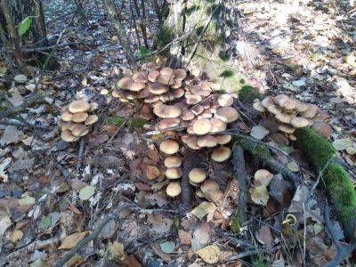 На Харьковщине — первый в году случай отравления грибами