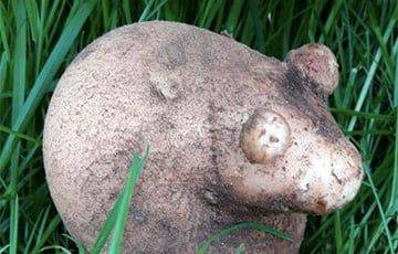 В Пуховичском районе обнаружили картофелину-мышь