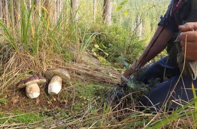 Раз, два, три, четыре, пять, мы грибы пошли искать: какие грибы в изобилии можно найти в лесах Украины в августе