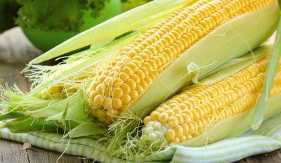 Не дайте себя обмануть: как отличить сладкую кукурузу от кормовой. Простые хитрости