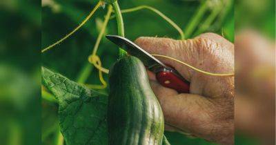 Подкормите этим огурцы в августе и правильно поливайте в жару — соберете супербогатый урожай