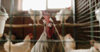 Запрет снят: Украина разрешила ввоз польской курятины и яиц из Польши