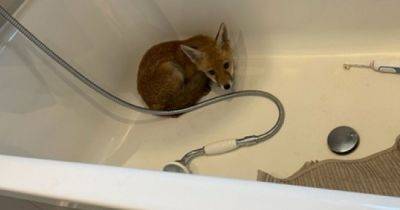 Неожиданный гость: британская семья нашла в своей ванной потерявшегося детеныша лисы (фото)