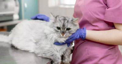 На Кипре спасают кошек от коронавируса: домашним любимцам дают человеческие лекарства
