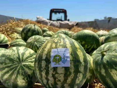 Первый урожай одесских арбузов собрали фермеры | Новости Одессы